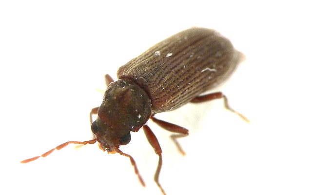 Deathwatch Beetle