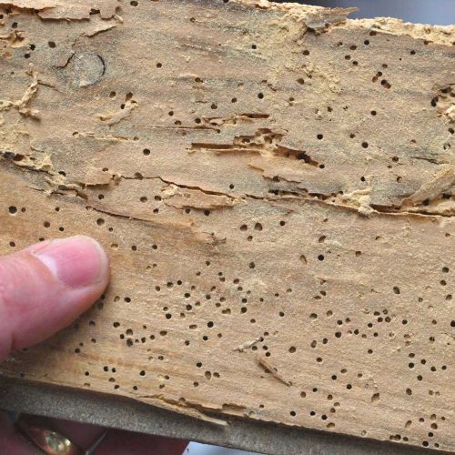 Woodworm Treatment Devon