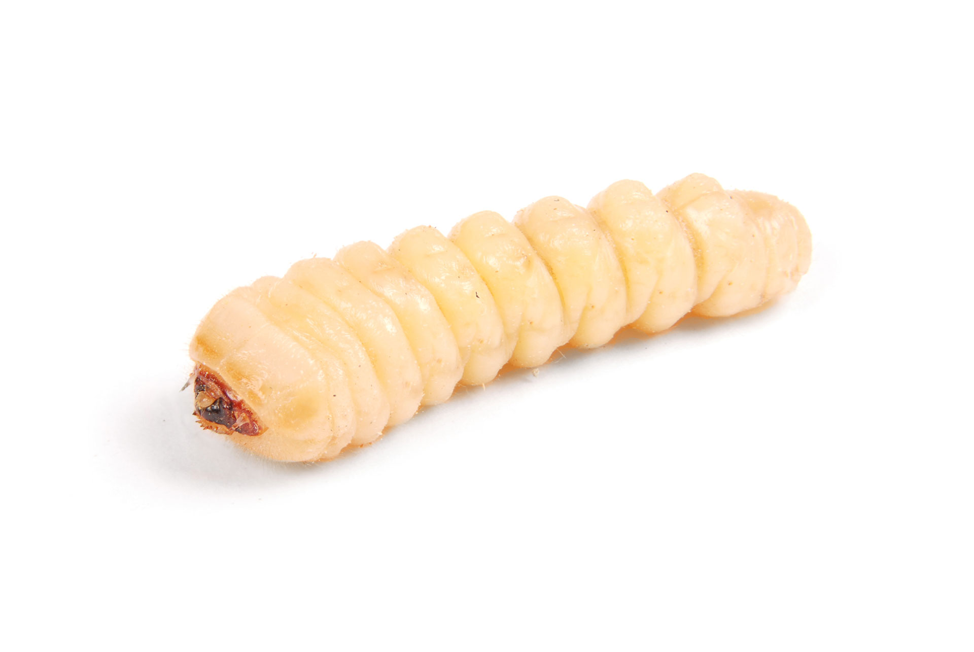 Woodworm treatment Plymouth