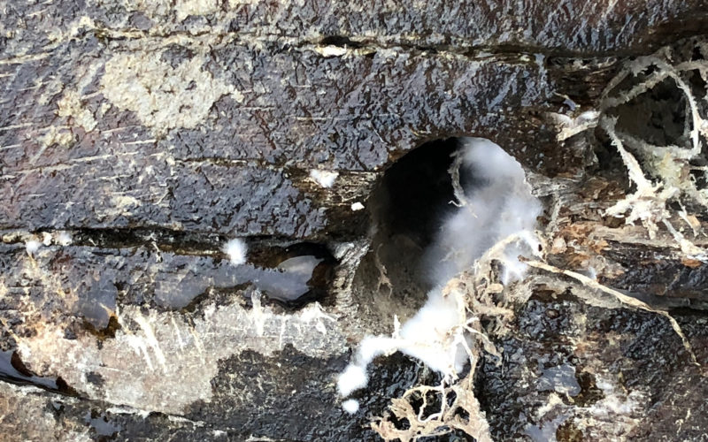 dry rot treatment plymouth