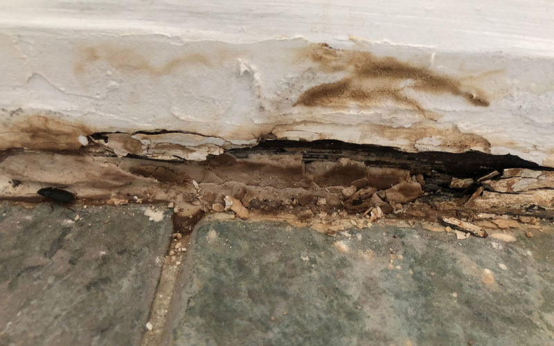 wet rot treatment plymouth